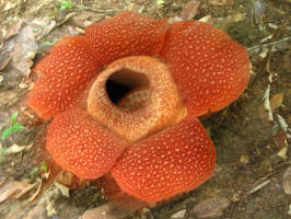 World's largest flower - Rafflesia arnoldii [cvxmelody photo]
