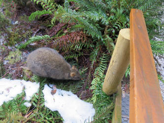 Tasmanian pademelon snacks on an almond at Cradle Mountain (August 2014)