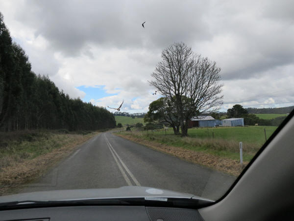 An endangered Tasmanian Wedge-tailed eagle swooped down on my car somewhere in Northwestern Tasmania - it is Australia's largest bird of prey - 17 Aug 2014 - cvxmelody photo