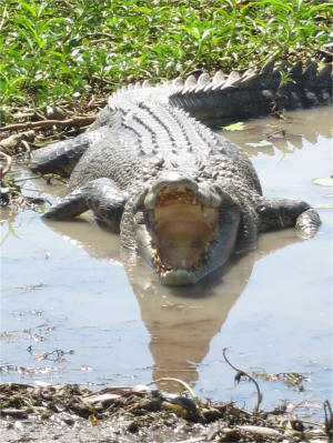 Gaping crocodile at Kakadu National Park in The Northern Territory (Aug 2012)