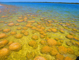 Thrombolites of Lake Clifton (January 2015)